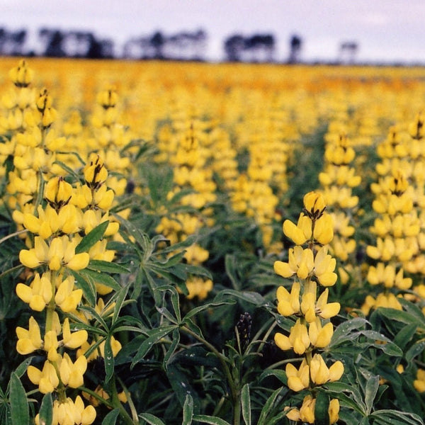 Why we use Australian Lupin Flour in our Protein Bread - PBCo.