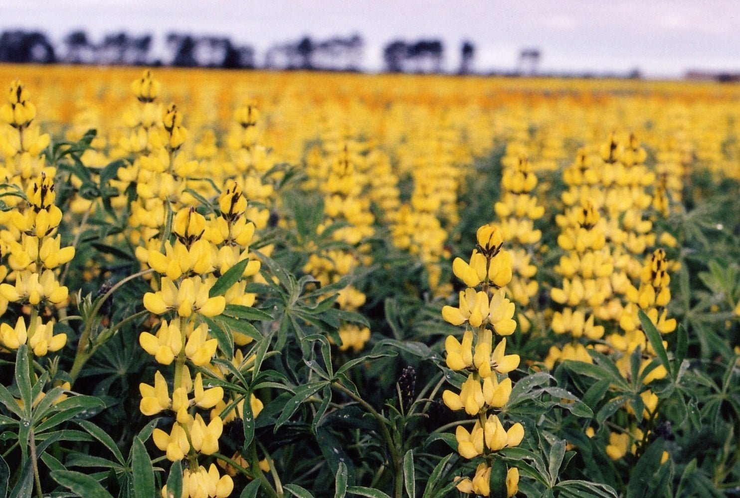 Why we use Australian Lupin Flour in our Protein Bread - PBCo.