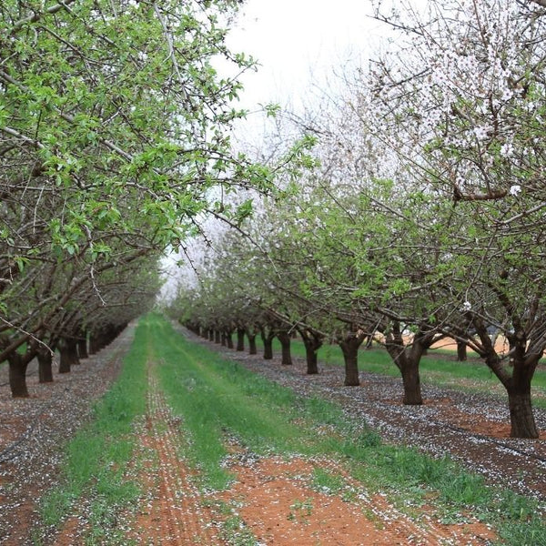 The difference between Almond Flour & Almond Meal. - PBCo.