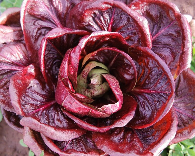 Which Low Carb Fruits & Vegetables are in season in June - PBCo.