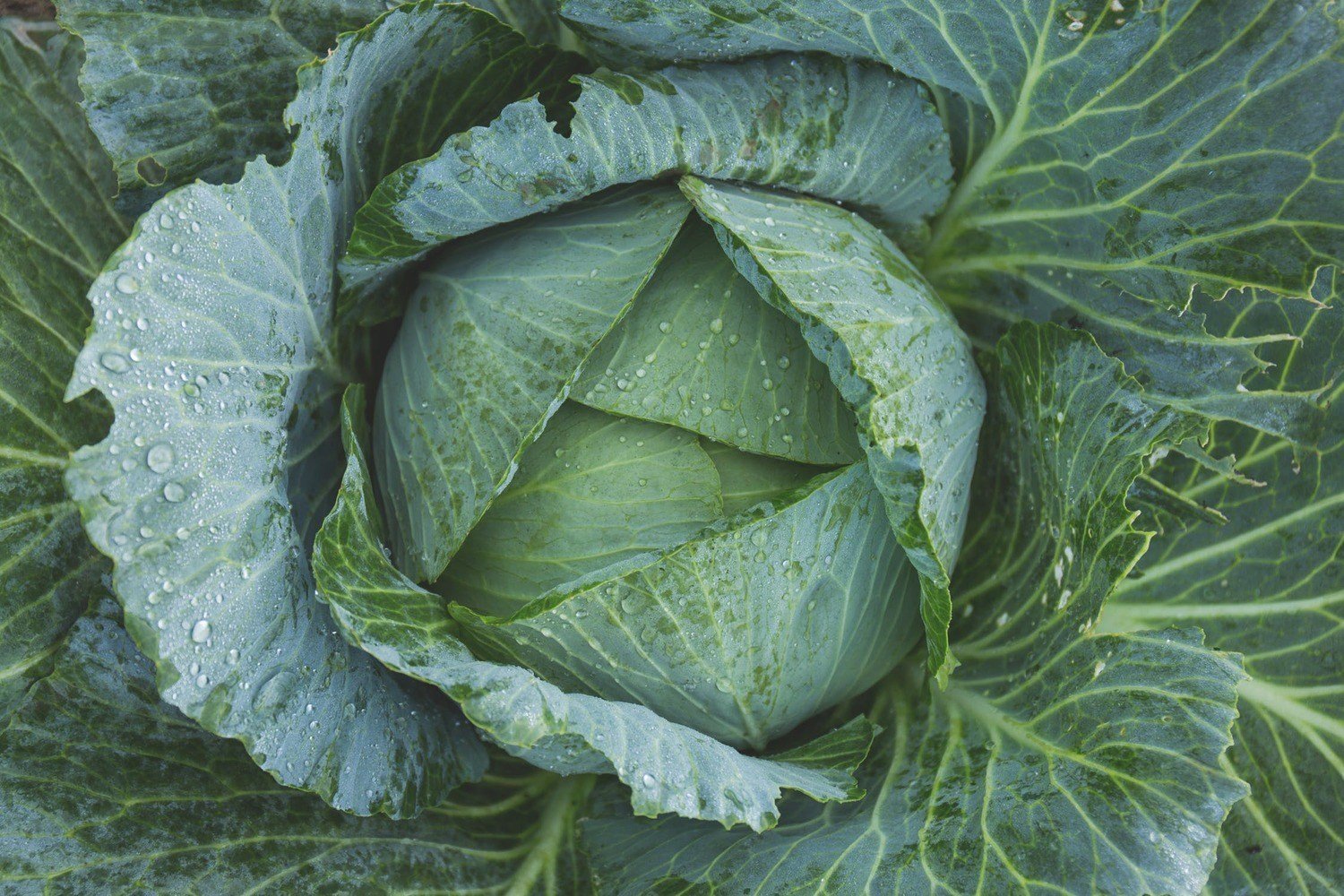 Which Low Carb Fruits & Vegetables are in season in May - PBCo.