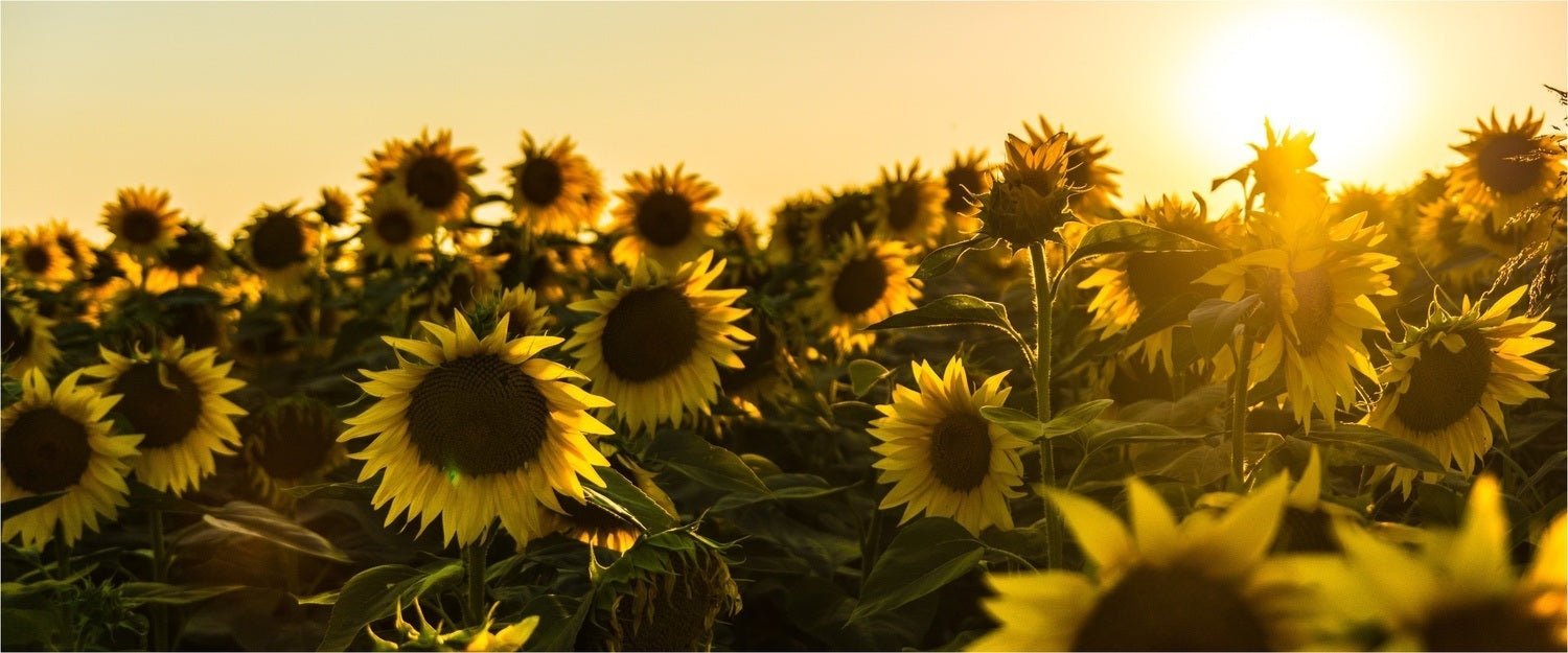 Are Sunflower Seeds Low Carb? - PBCo.