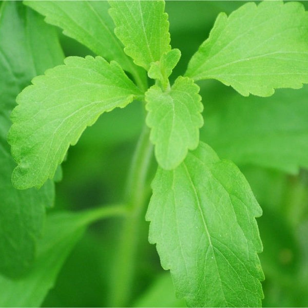 Is Stevia Low Carb? - PBCo.