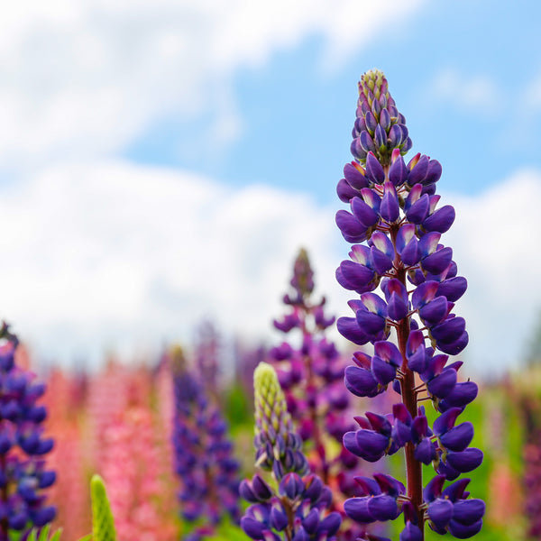 australian-sweet-lupin-flour-plant