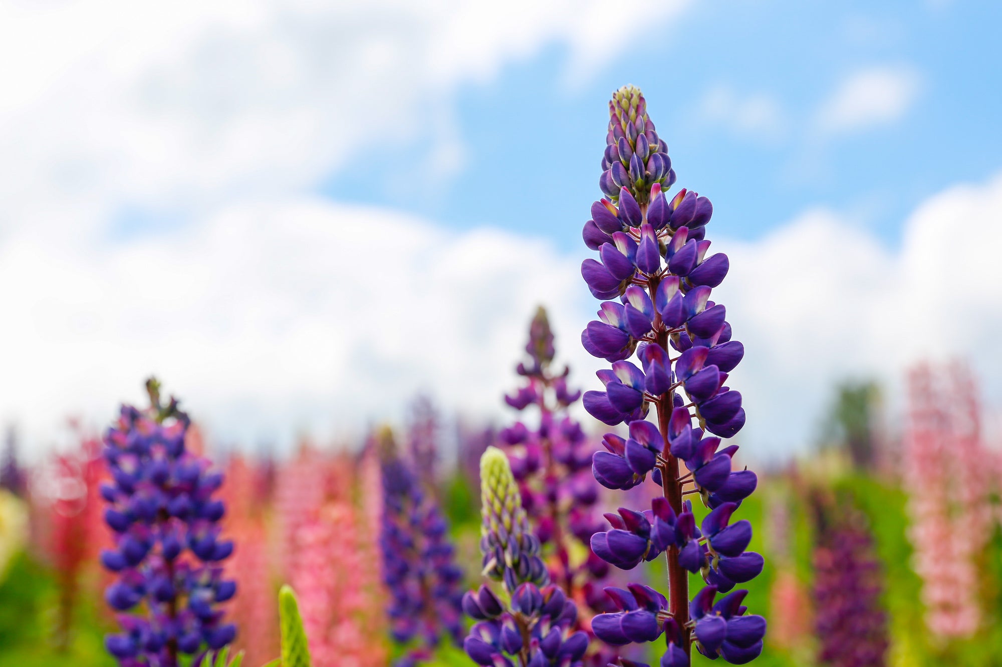 australian-sweet-lupin-flour-plant