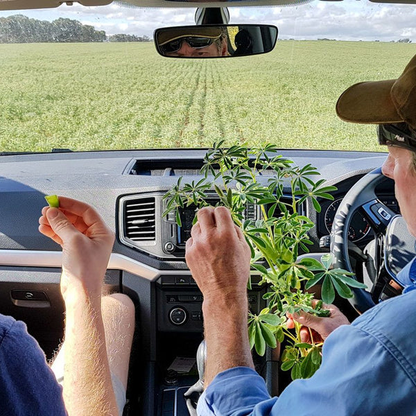 Our Albury Lupin Adventure with Lupins for Life - PBCo.
