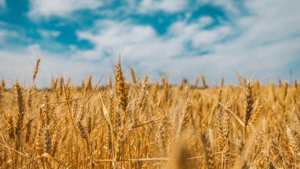 Wheat farm, main source of gluten
